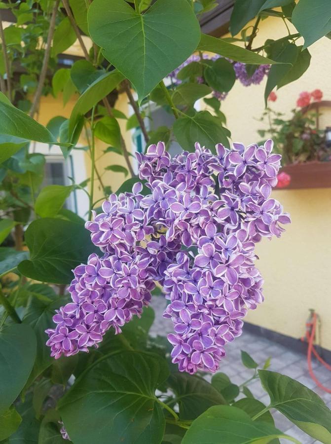 Apartment Holiday Lungoetz Annaberg im Lammertal Bagian luar foto